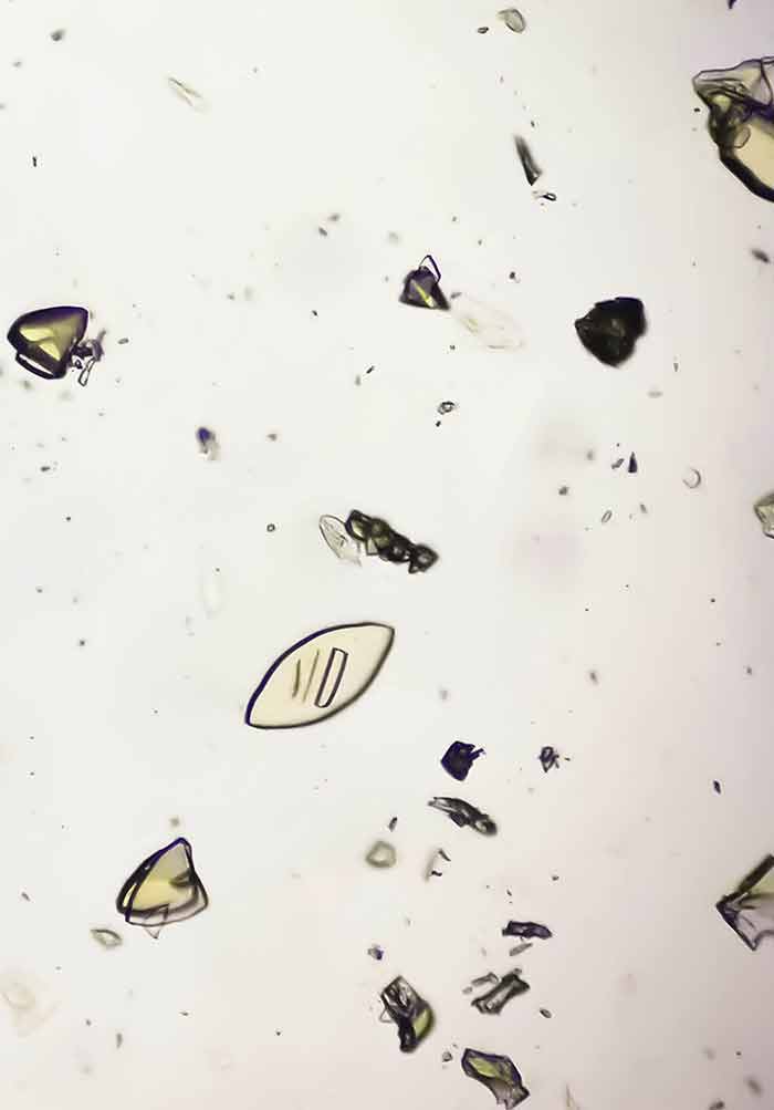 New Trends in Tissue Engineering and Regenerative Medicine